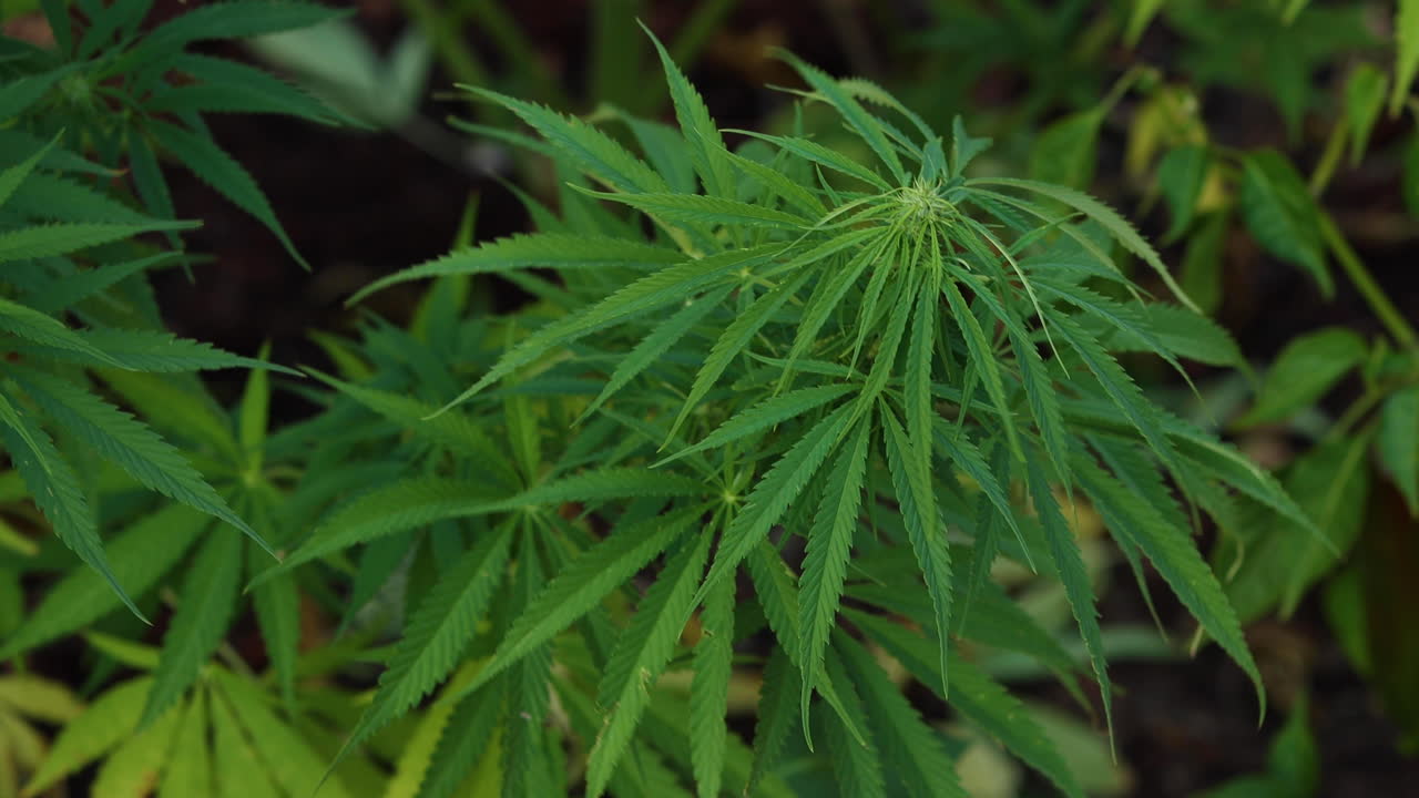 야외 농장의 마리화나 농업