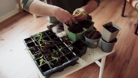 gardener transplanting seedlings on bigger pot