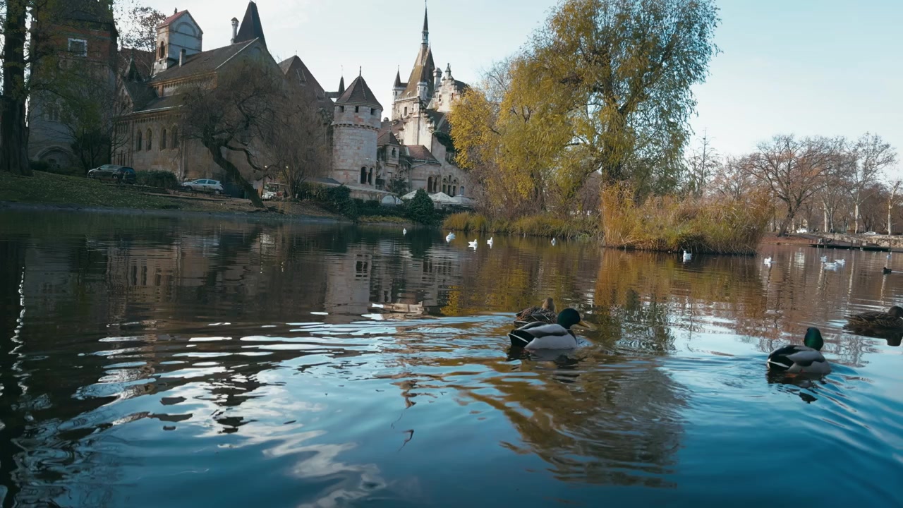 Anatre in movimento sul lago davanti al Castello di Vajdahunyad