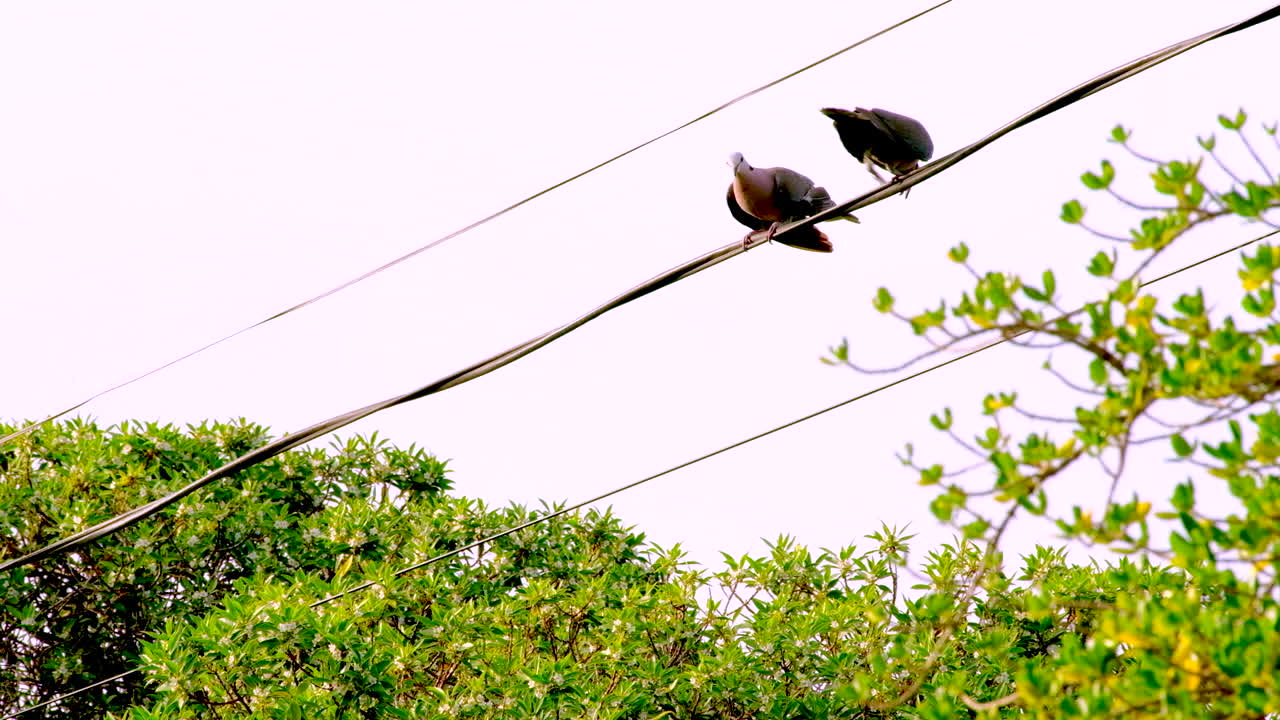 Red-eye doves breeding season territorial fight with flapping wings
