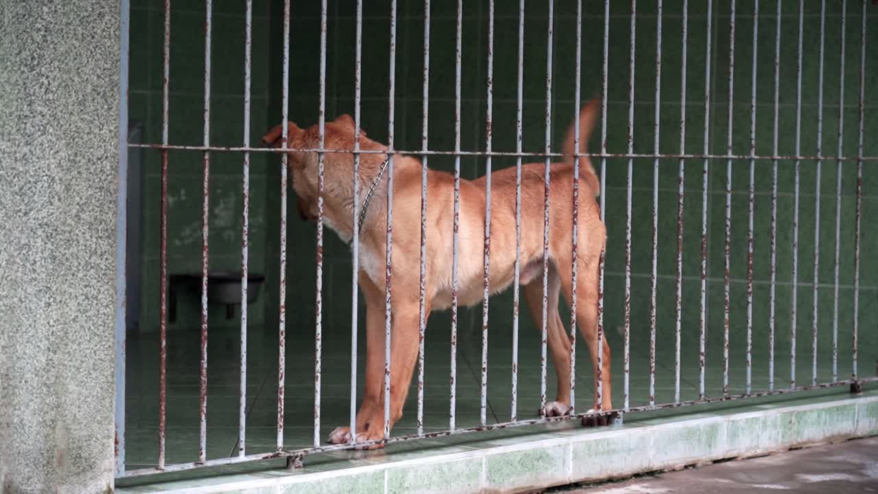 Brown dog standing in a kennel behind metal bars