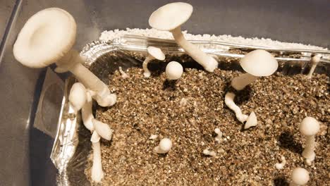 albino thai psilocybe cubensis mushrooms close up, alternative medicine box