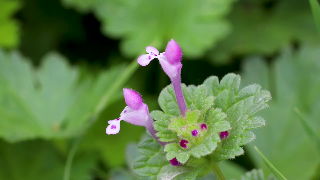 Video close-up statis bunga Henbit Deadnettle