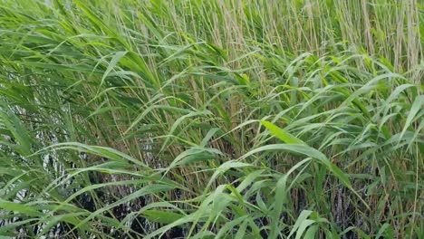 The-green,-sharp-grass-by-the-river-moves-slightly-in-the-wind