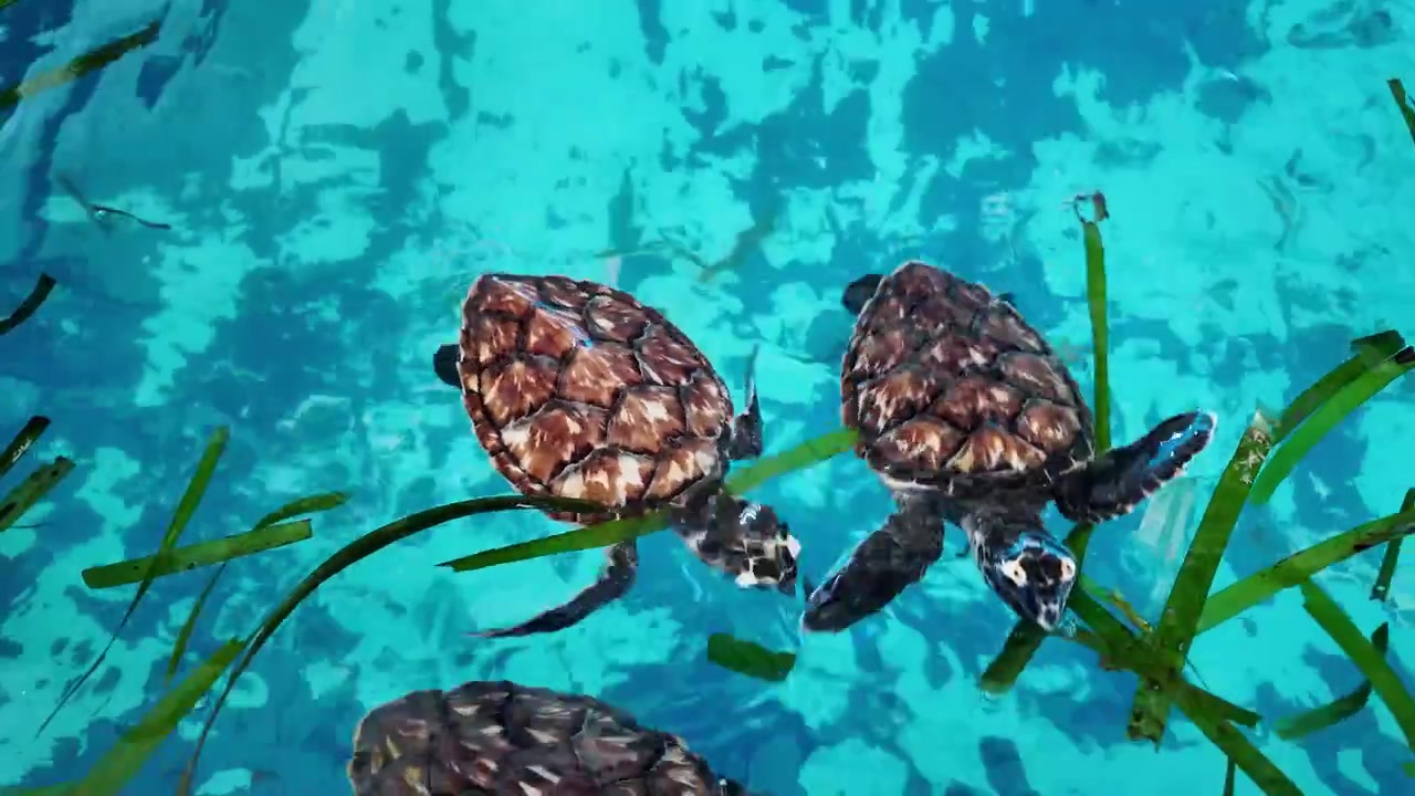 Tartaruga Marinha Nadando em Lagoa Azul Protegida com Algas Marinhas