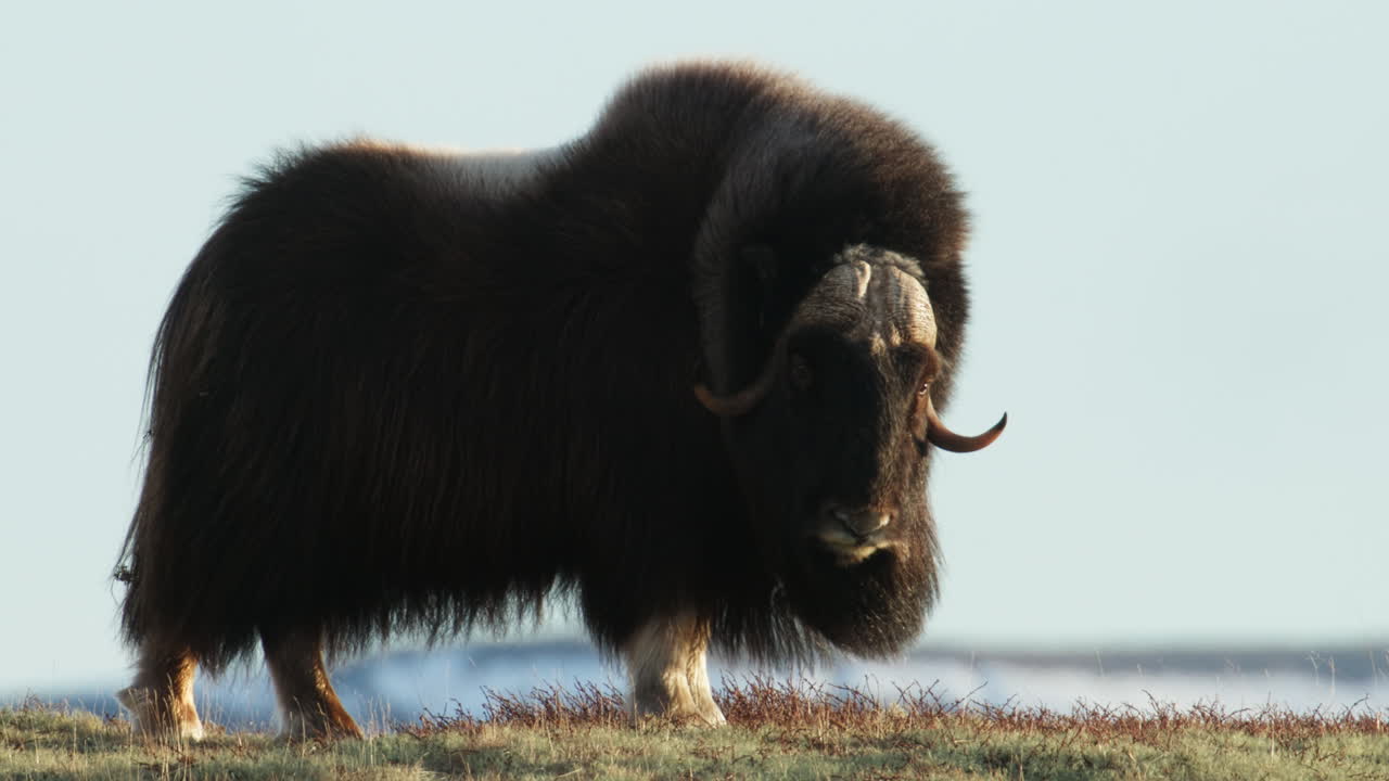Lone musk oxen bull looking at camera in sunset glow on Dovrefjell Norway