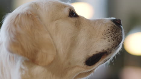 golden retriever profile