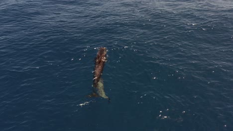 Mother-Pilot-whale-with-baby-swimming-in-blue-ocean,-aerial