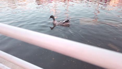 ducks swimming in an artificial lake