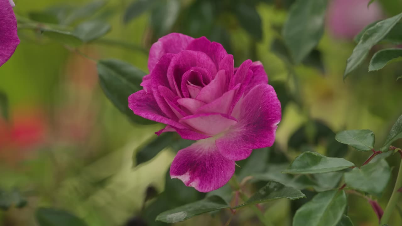 Beautiful pink roses flower in the garden