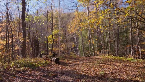 autumn forest path covered in fallen leaves with golden trees in muskoka, canada