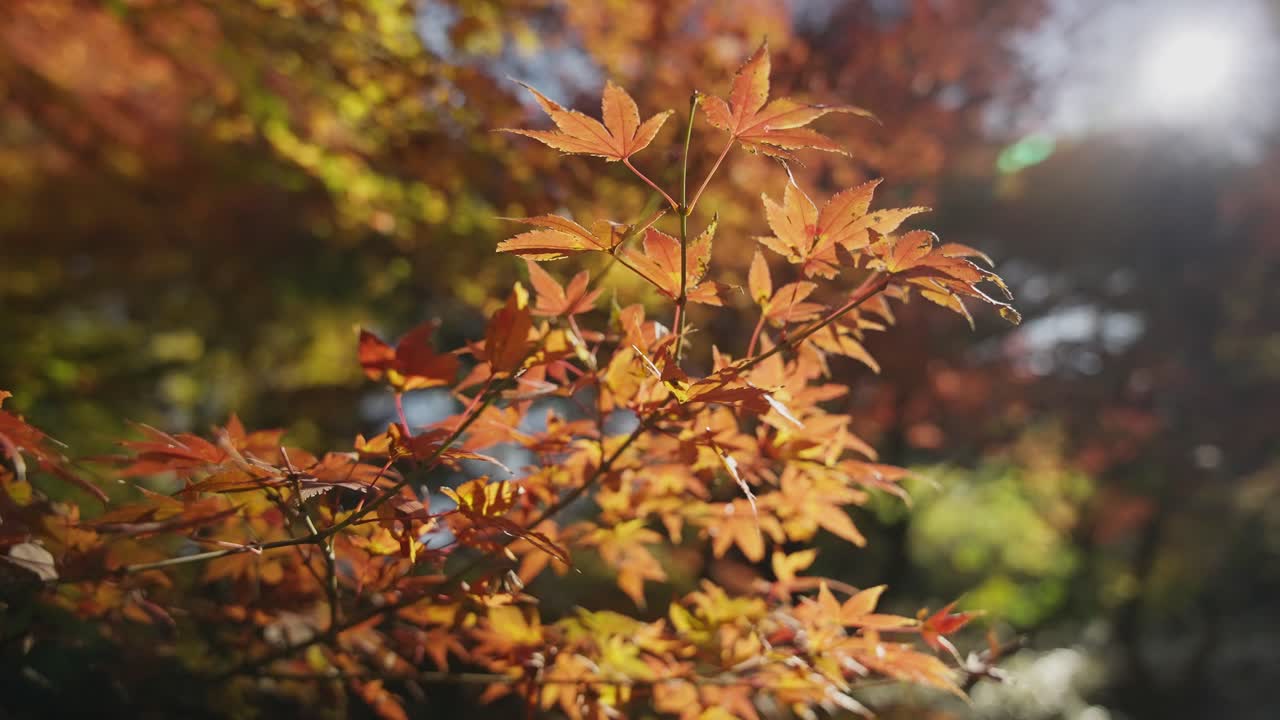 4K RED Autumn Colors Japan Momiji 60FPS SLOWED DOWN TO 40% SPEED