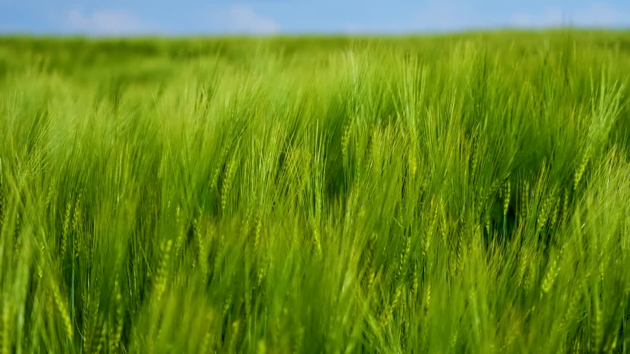 Organic green wheat. Close up view of green wheat field background