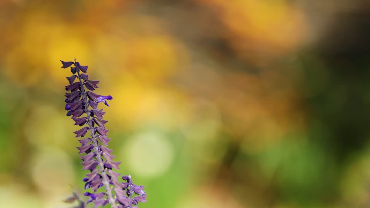 primer plano de la flor de lavanda con fondo borroso