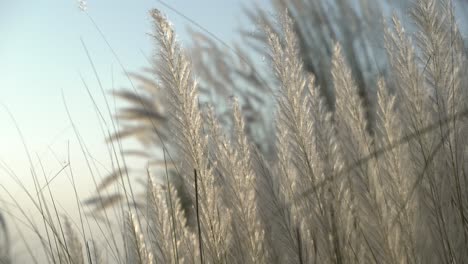 Kash-flowers-are-blooming-in-the-autumn-sky