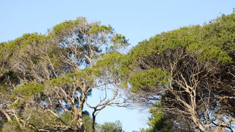 tea tree branches swaying in the wind