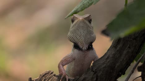 Lagarto-De-Jardín-Indio-Mirando-Vista-De-Cerca