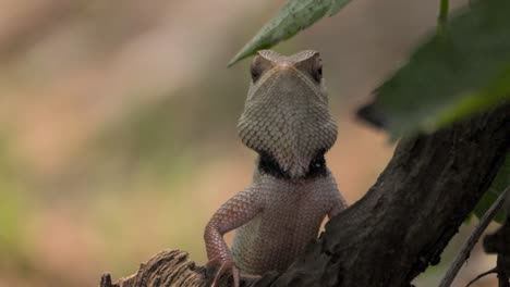lagarto de jardín indio mirando de cerca