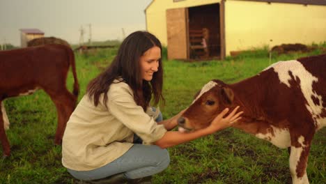 young farmer woman strokes a calf at a farm. countryside ranch in summer.