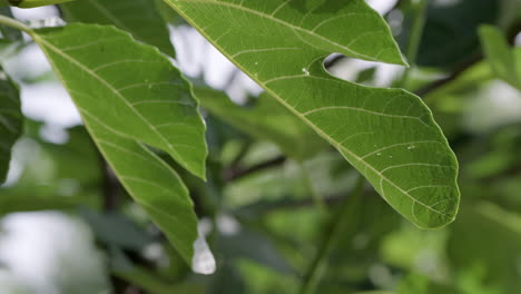 hojas de higo verdes en el viento