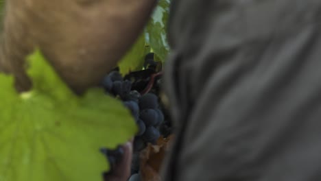 close up on someone's hands using clippers during grapes harvest