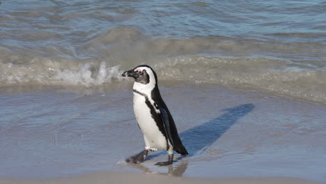 lindo batido de pingüinos africanos y alas de aleteo en la playa - primer plano aislado