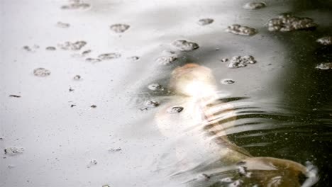 White-koi-fish-waves-tail-back-and-forth-swimming-into-white-reflection-of-water