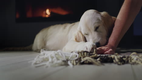 el dueño y la mascota se están relajando junto a la chimenea, el perro está lamendo la mano del hombre