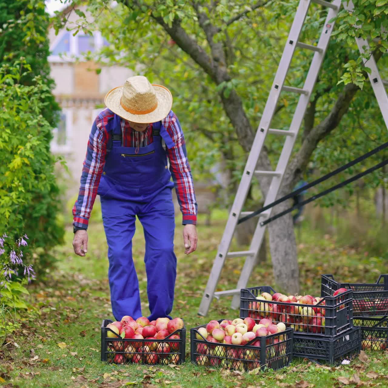 Seasonal sweet fresh fruit apples in the garden. Agricultural apple farming into baskets