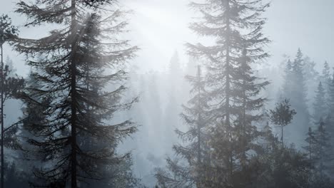 misty-nordic-forest-in-early-morning-with-fog