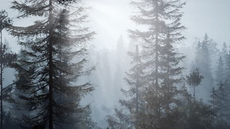 Bosque-Nórdico-Brumoso-Temprano-En-La-Mañana-Con-Niebla