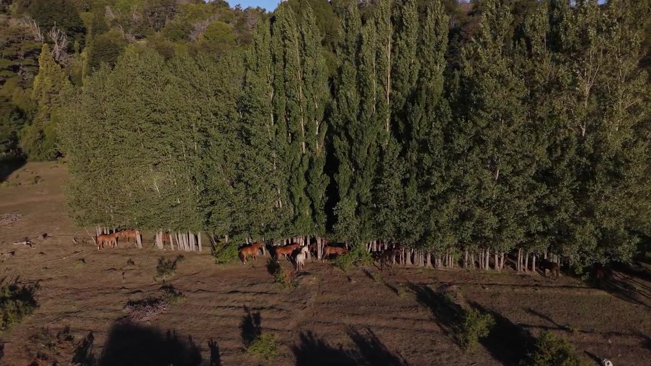 Mandria di cavalli in piedi ai margini di una fitta foresta nel paesaggio rurale della Patagonia.