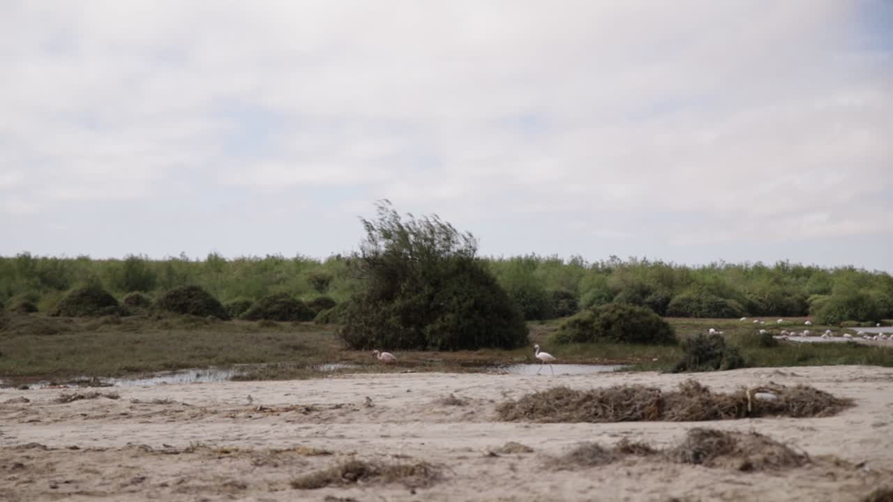 Flamingos walking through Swakopmund's dried up river