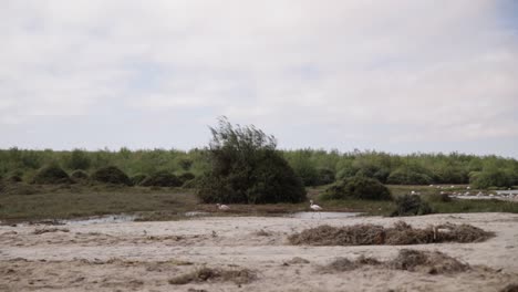 Flamingos-walking-through-Swakopmund's-dried-up-river