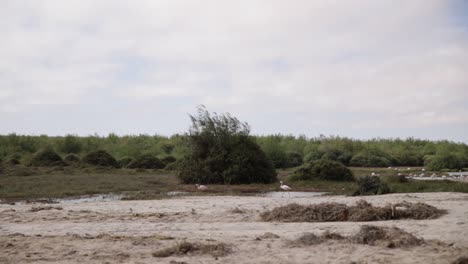 flamingos walking through swakopmund's dried up river