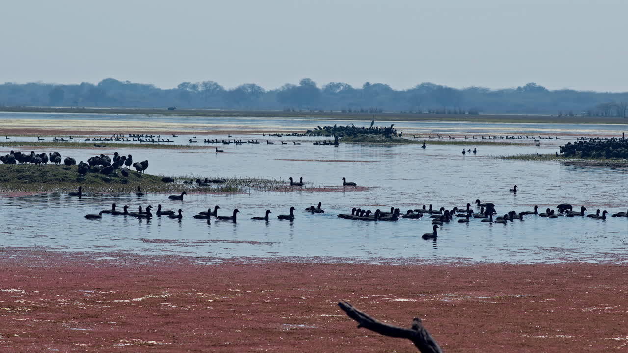 A large flock of eurasian coot swimming in a lake in keoladeo bird sanctuary, beauty in nature, ecosystem, India.