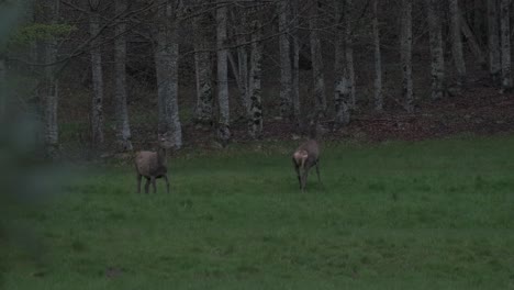 group of deer grazing at twilight during spring in slow motion 4k