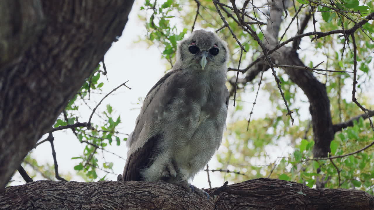 Verreaux's Eagle-owl Sitting On The Branch - low angle shot