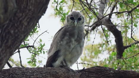 verreaux's eagle-owl sitting on the branch - low angle shot
