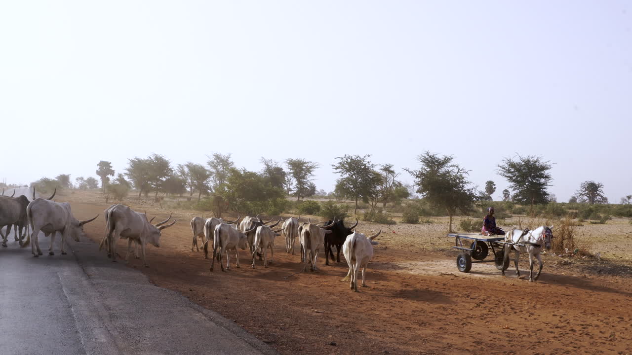 buey cruzando un camino polvoriento en el bosque del paisaje africano remoto, pastos de senegal y agricultura en una aldea remota pobre