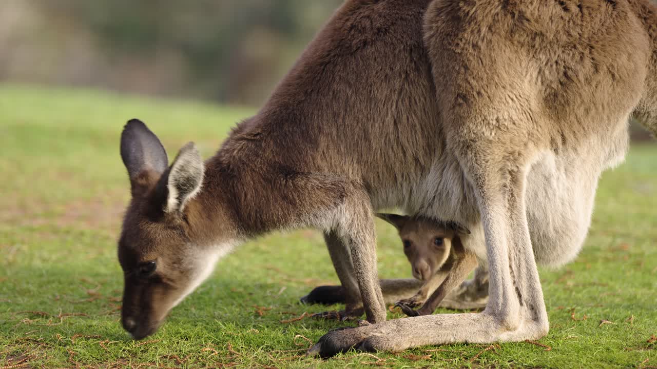 Mother kangaroo grazing as joey stretches in pouch in grassy bushland, Adelaide Hills, Australia
