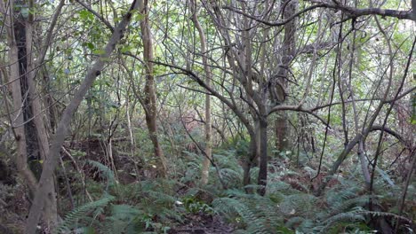 Nice-contrast-between-bare-trees-and-green-ferns-on-forest-floor---Kowai-Bush,-Springfield