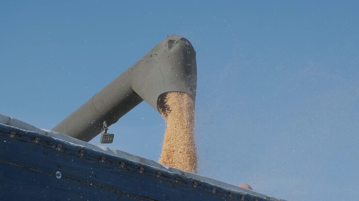 Machine for separating corn grains working on field and filling tractor trailer with corn. Autumn time.