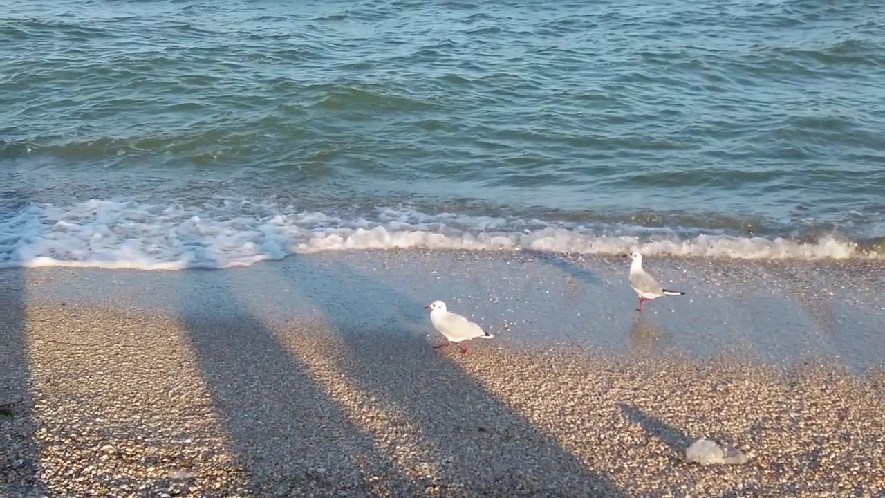 海辺のカモメ。夕焼けの光の中を飛ぶカモメ。夏の撮影。