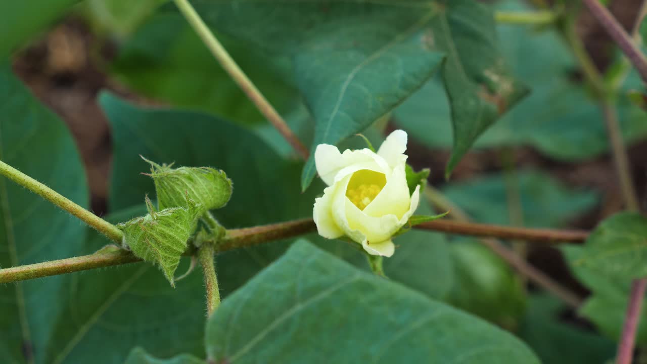 primer plano de la flor amarilla de la planta de algodón junto con sus capullos aún por florecer