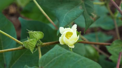 Primer-Plano-De-La-Flor-Amarilla-De-La-Planta-De-Algodón-Junto-Con-Sus-Capullos-Aún-Por-Florecer