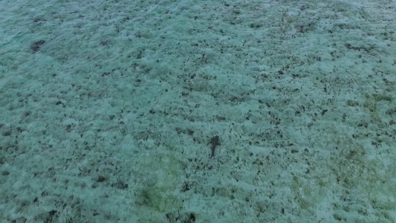 Zoom in over shallow turquoise waters showing coral seabed detail near Gili Trawangan beach