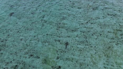 zoom in over shallow turquoise waters showing coral seabed detail near gili trawangan beach