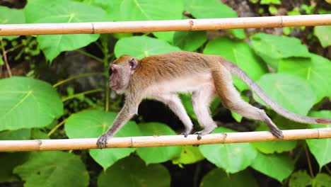 monkey traversing bamboo structure in lush greenery