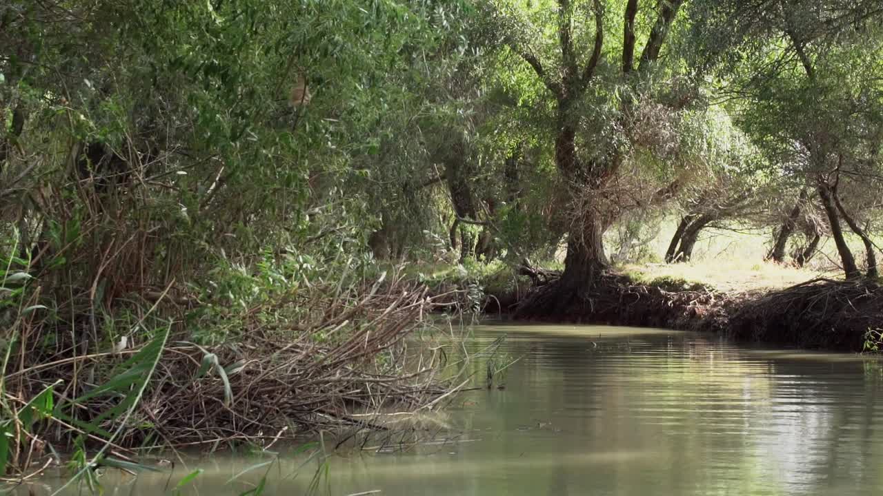 무성한 나뭇잎 숲 자연 풍경으로 둘러싸인 다뉴브 삼각주 강의 푸른 고요한 물 - 낮은 공중
